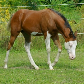 The Little Filly That Could
