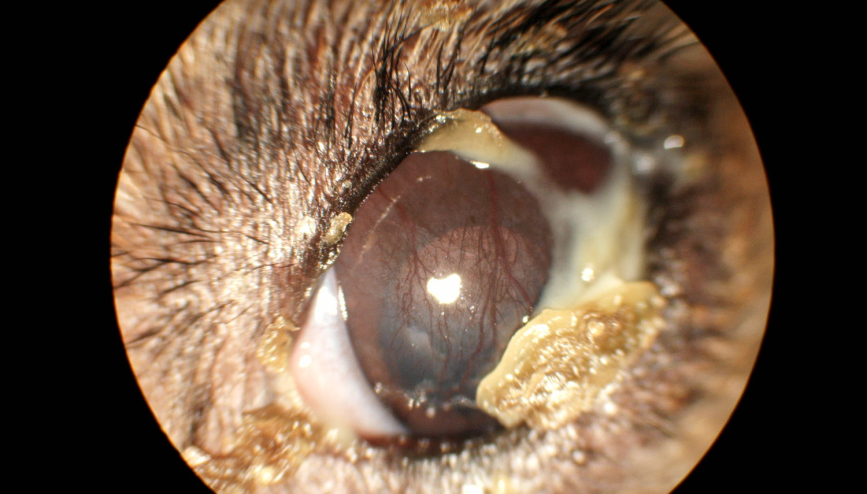 Dry Eye photo