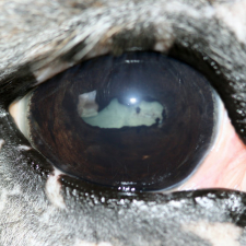Equine Recurrent Uveitis