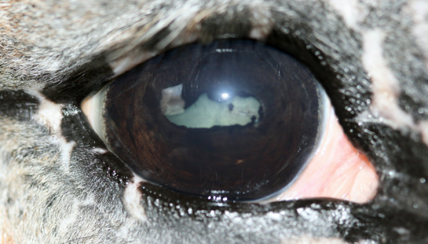 Equine Recurrent Uveitis photo