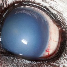 Corneal Endothelial Degeneration