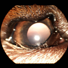 Entropion
