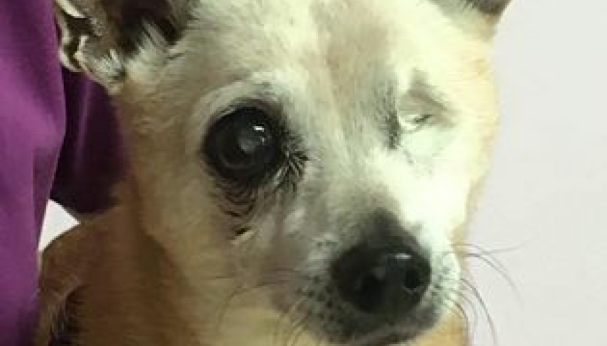 Geriatric Conditions photo