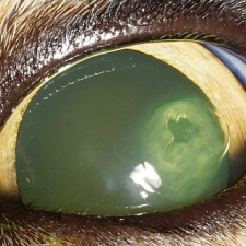 Corneal Ulcer