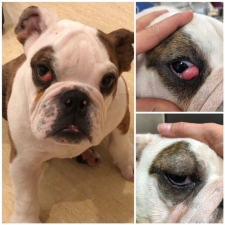 Cherry Eye: More than an Eyesore
