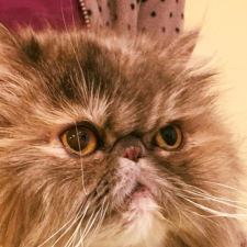 Feline Ocular Herpes
