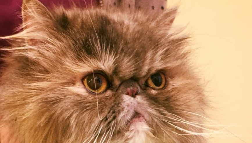 Feline Ocular Herpes photo