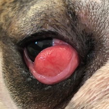 Cherry Eye