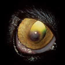 Corneal Sequestrum